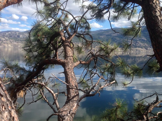 Justins Tree Service