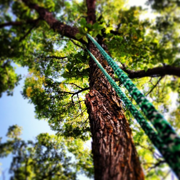 Penticton Tree Service