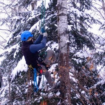 Penticton Tree Removal