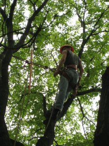 Penticton Tree Pruning