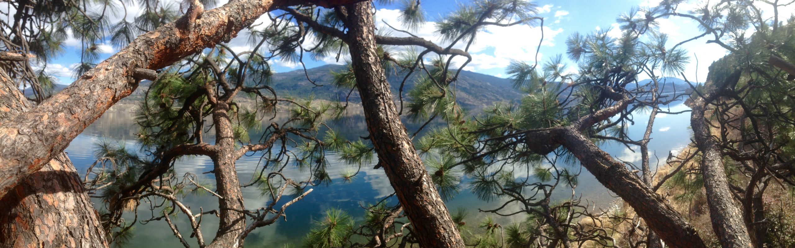 Justin's Tree Service